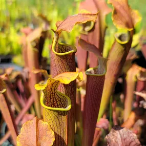 Sarracenia rubra wherryi x alabamensis wherryi